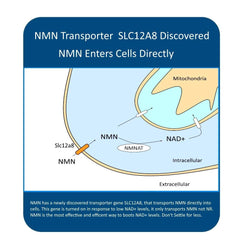 Close-up of MAAC10 NMN capsules with clean labeling for trust