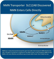 Sealed MAAC10 NMN packaging on white background signaling freshness.