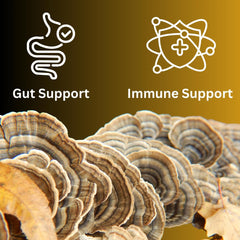 Mag Mushrooms Turkey Tail naturally grown and pesticide-free quality in view.