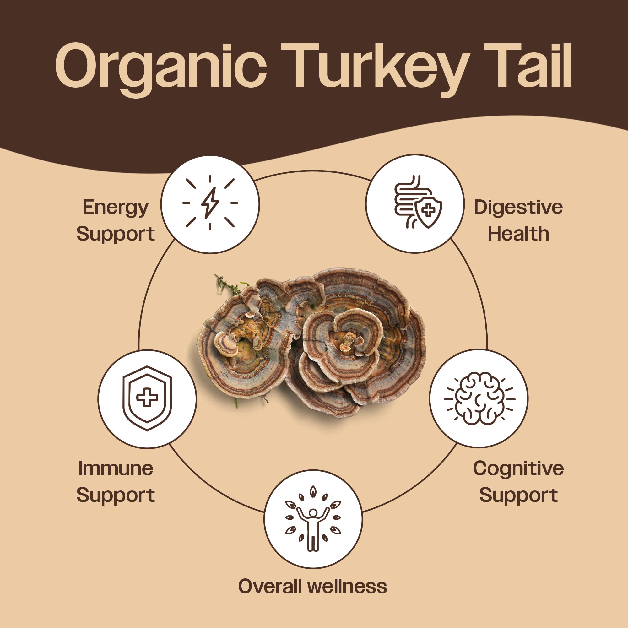 Mayfair Naturals turkey tail powder scoop ready to measure for daily use.