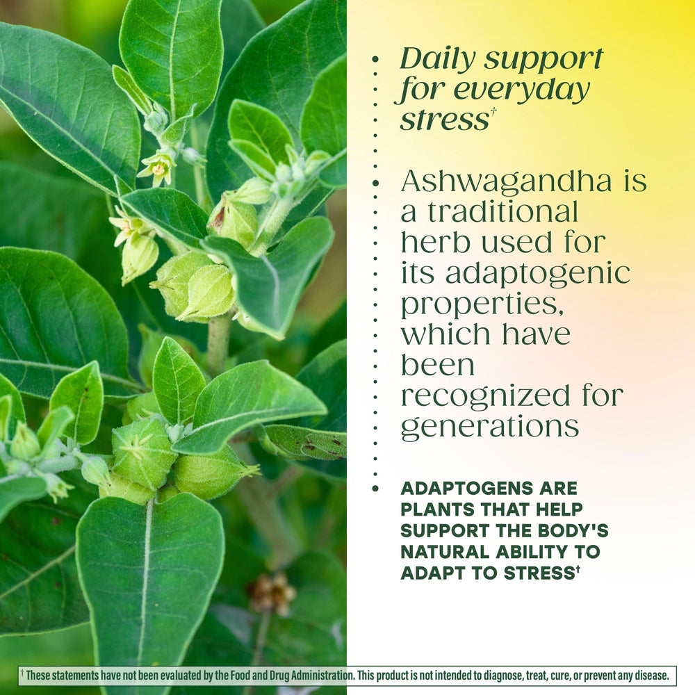 Astragalus root ingredient closeup in MegaFood Ashwagandha Complex