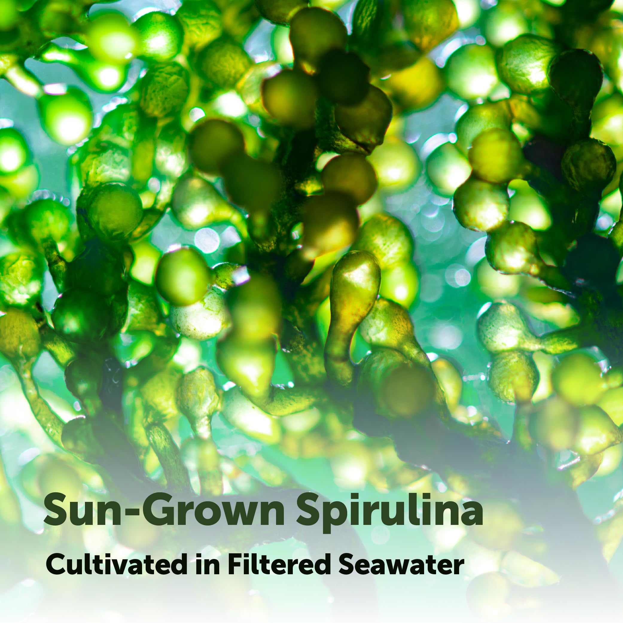 Micro Ingredients spirulina tablets nutrition panel displays vitamins and minerals