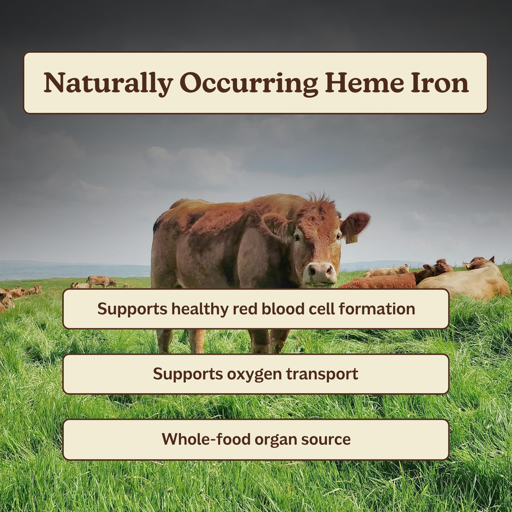 MK Supplements Ironclad beef spleen freeze-dried slices depict rich heme iron