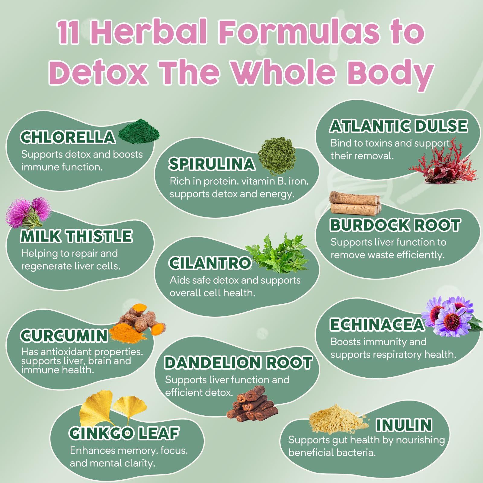 Molorik Pure herbal blend featuring cilantro and echinacea for wellness.