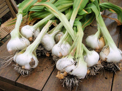 Morel Japanese Garlic bag 400 count great for professional kitchens and meal preps