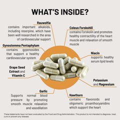 Graphic illustrating vascular health concepts linked to Mountain Peak HTN.