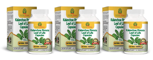 Nature Herbal Life Kalanchoe Pinnata leaf close-up for detox and vitality