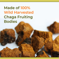 Naturealm chaga tincture bottle in natural light for daily wellness