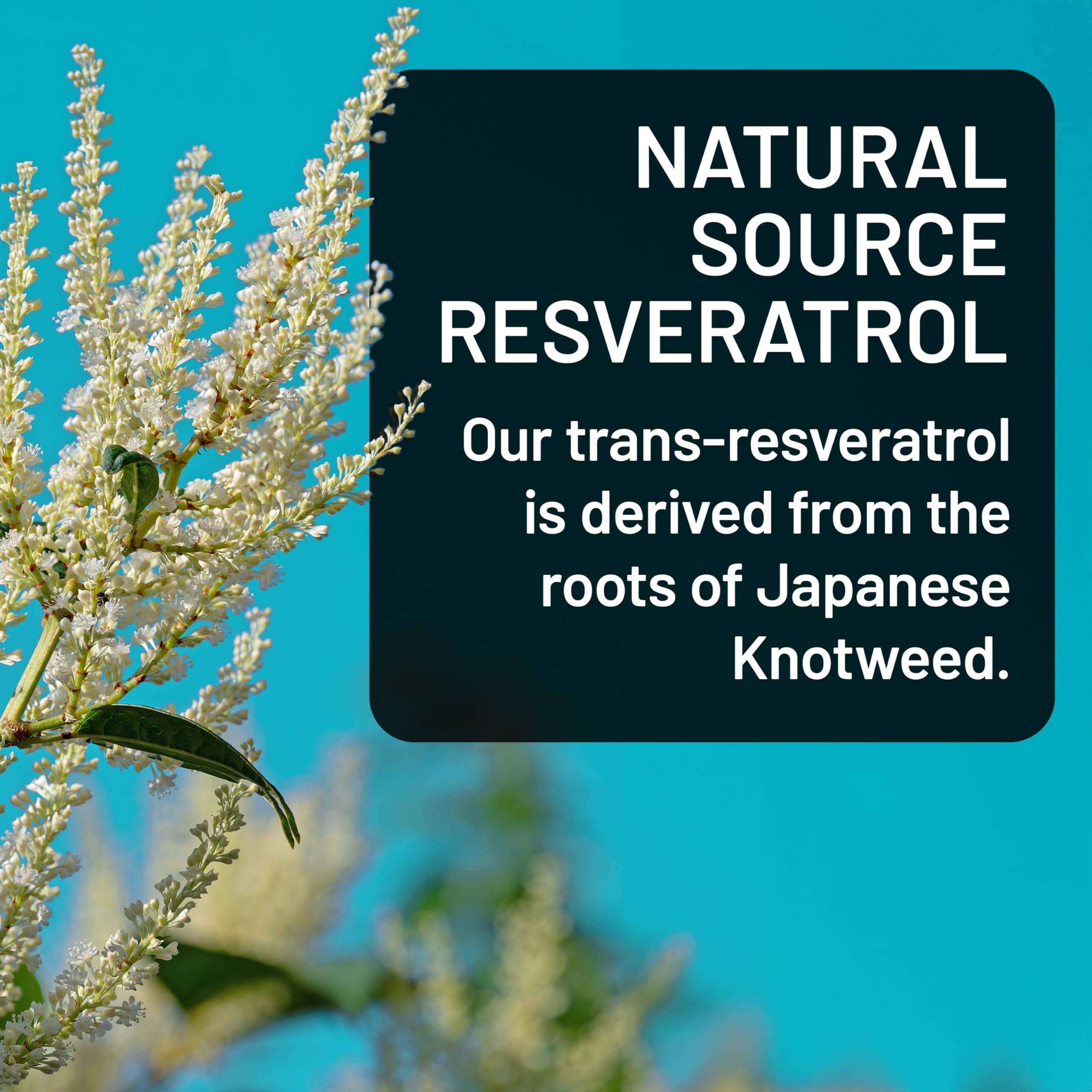 NatureWise NAD+ Support Complex label close-up shows NRHMB and Quercefit for cellular support.