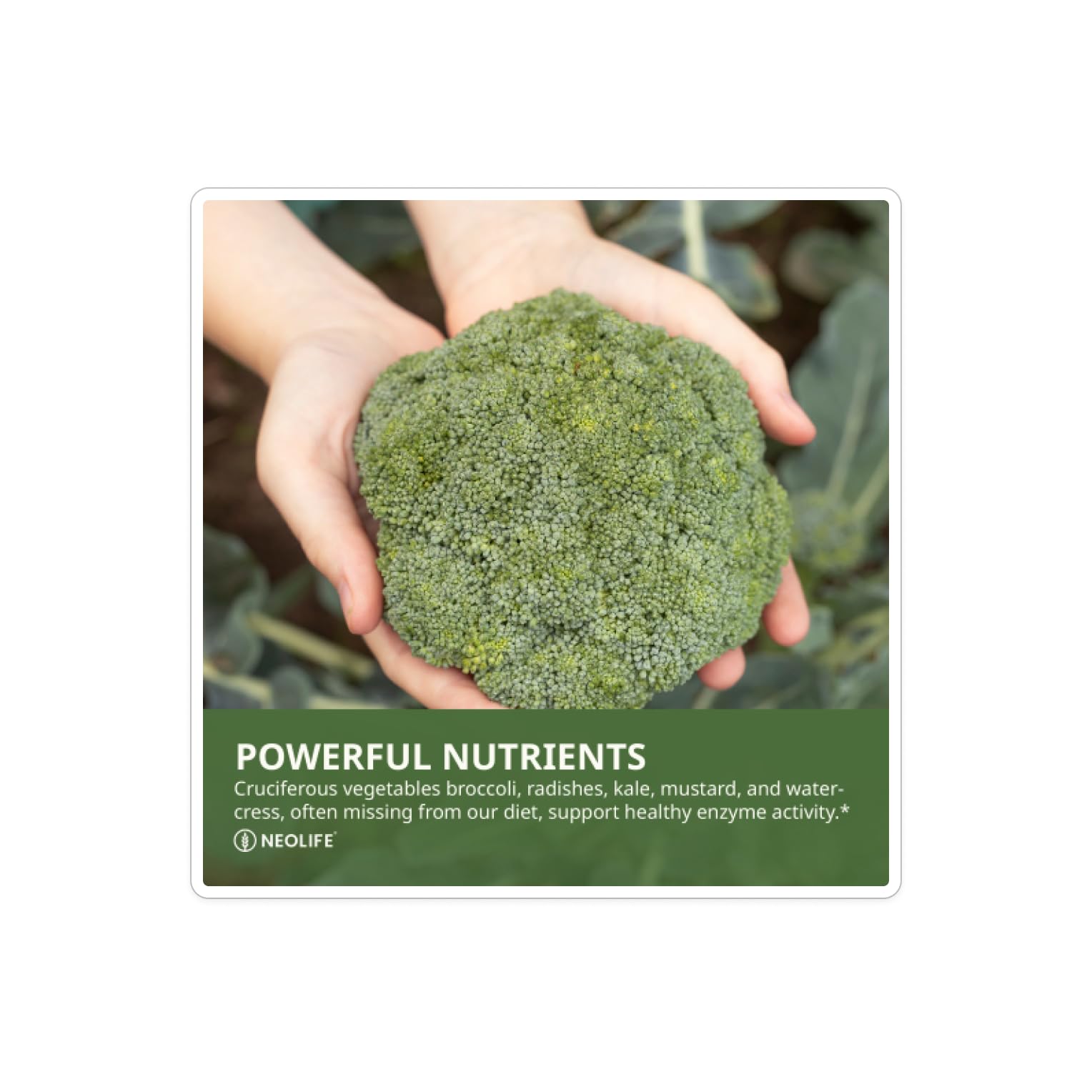 NeoLife Cruciferous Plus tablet dose, easy daily supplement with food.