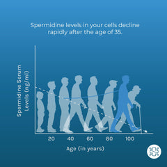 Neurogan Spermidine Pro liposome graphic conveys enhanced absorption potential