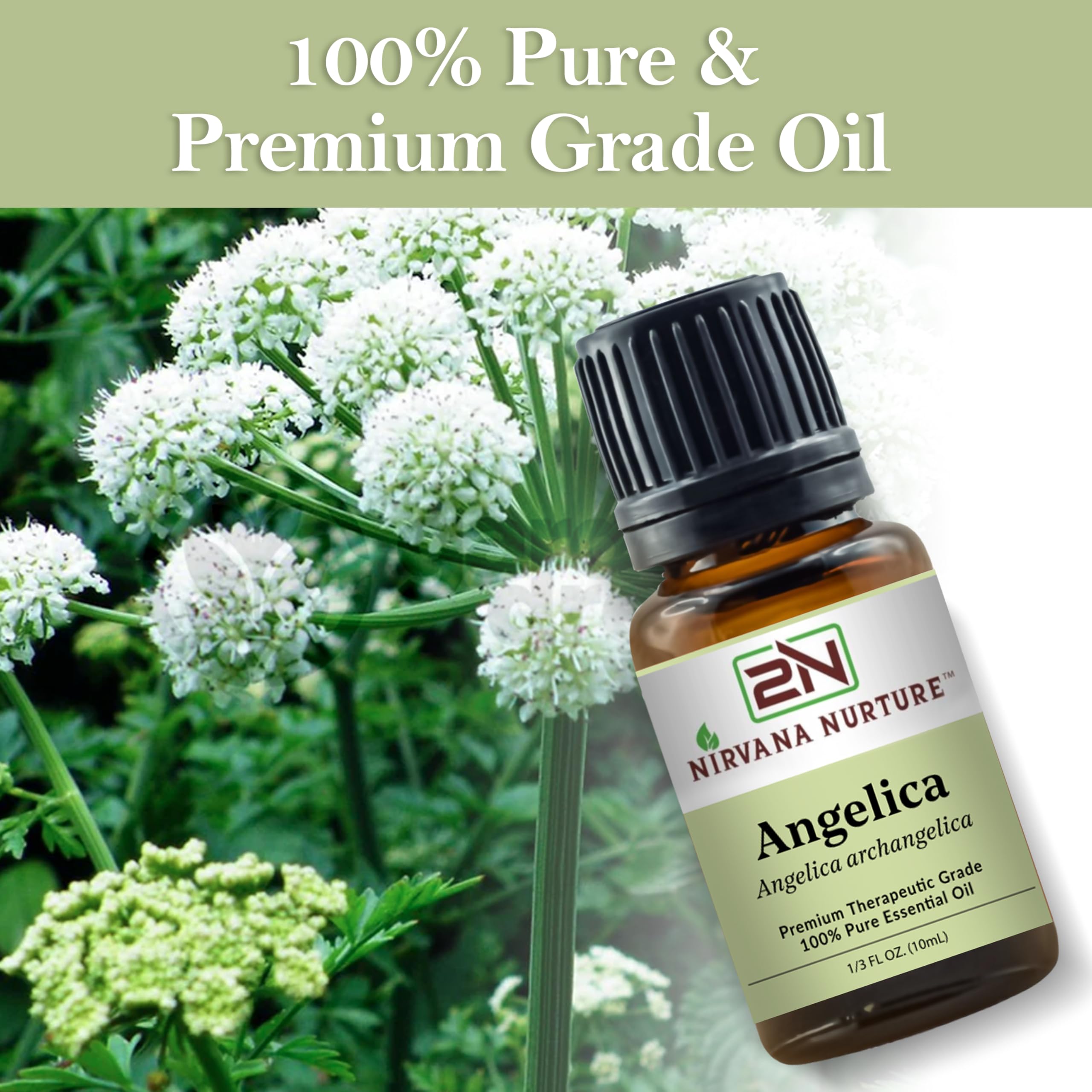 Nirvana Nurture Angelica Oil GC/MS certificate badge indicates quality.