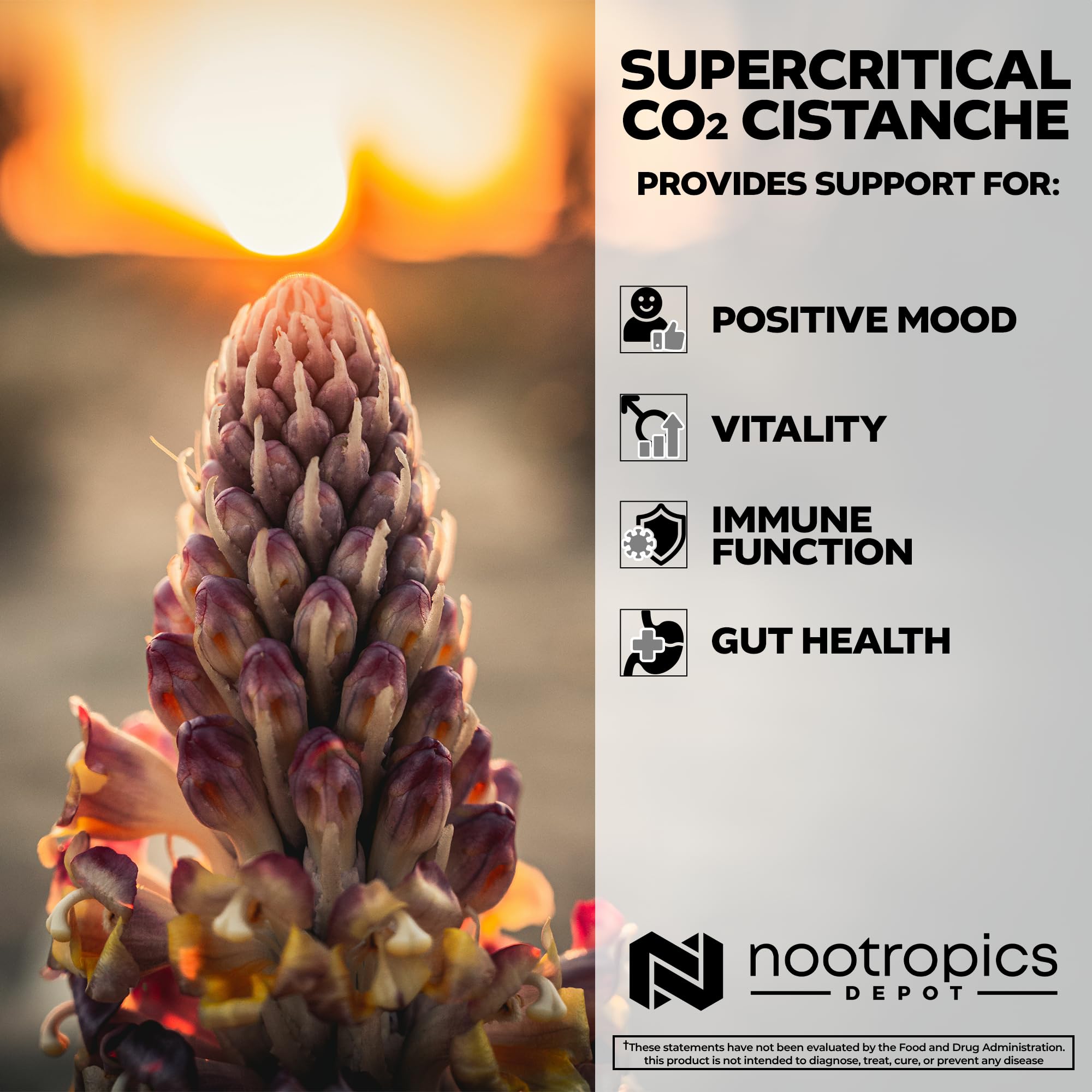 Front packaging of Nootropics Depot Cistanche highlighting premium extract.