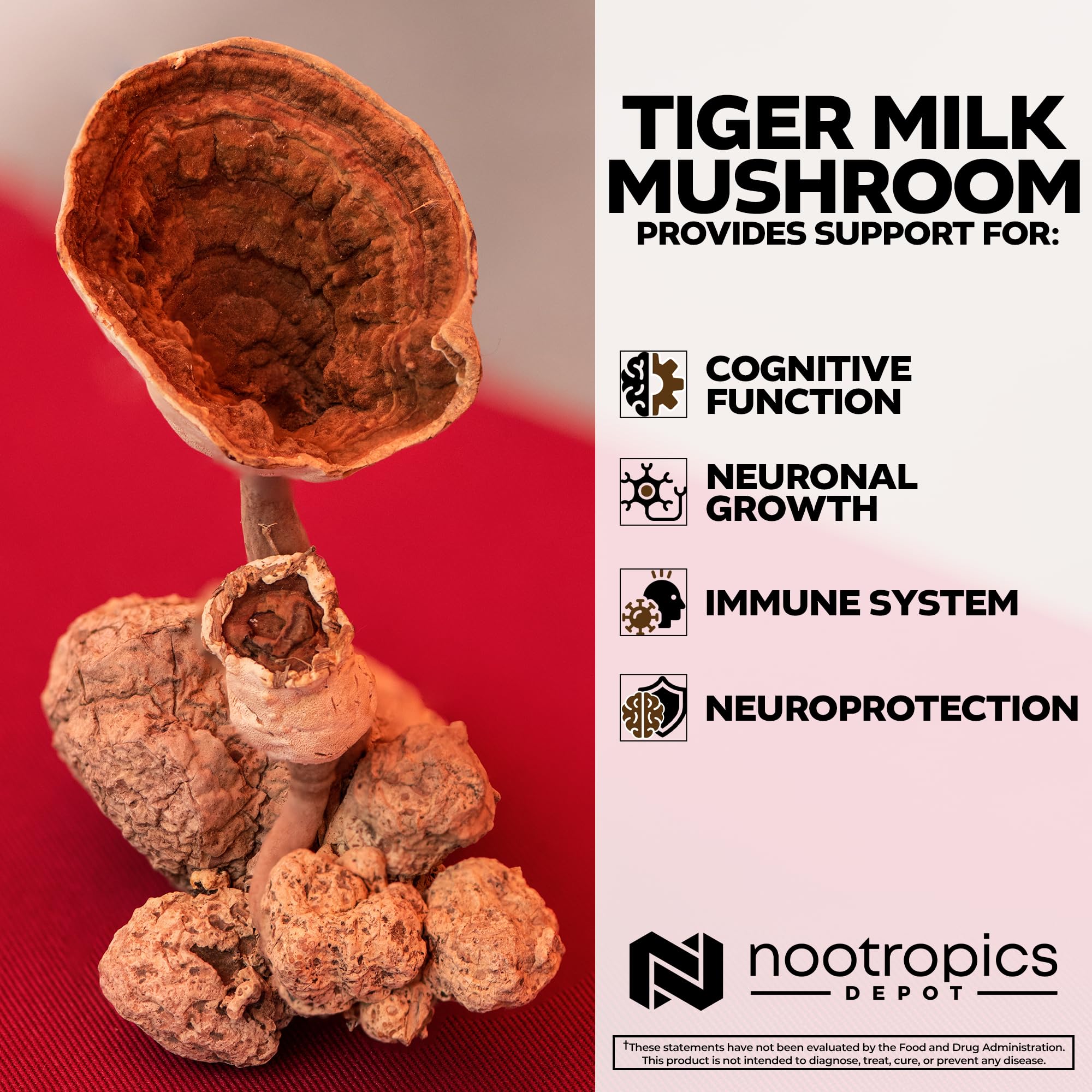 Nootropics Depot lab-testing seal indicating purity and potency.
