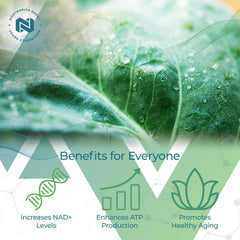 Nootropics Depot NADH capsules closeup showing 400 mg dosage per serving.