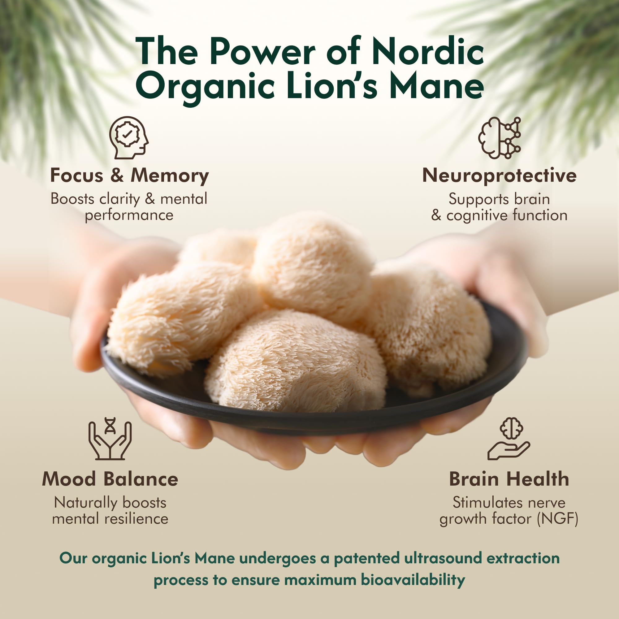 Nordic Organic Lion's Mane tincture label closeup highlighting organic fruiting body sourcing.