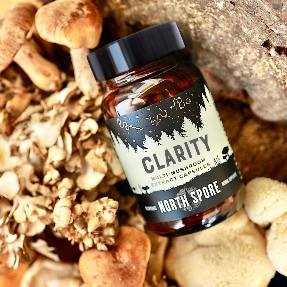 North Spore Clarity organic mushroom blend in action, suggesting sustained focus and daytime energy.