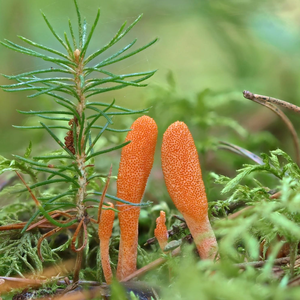 Sourcing and purity cues for North Spore cordyceps product line.