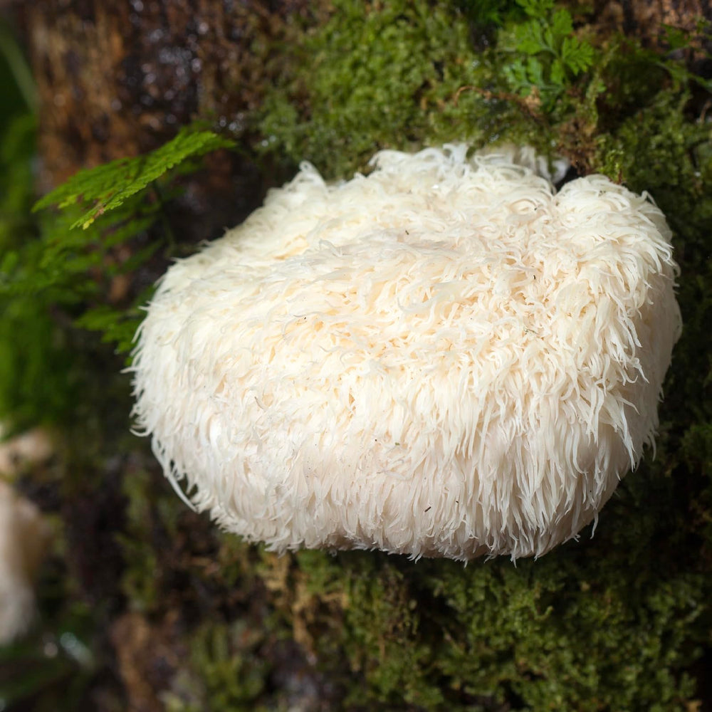 North Spore Lion's Mane tincture being added to tea or coffee