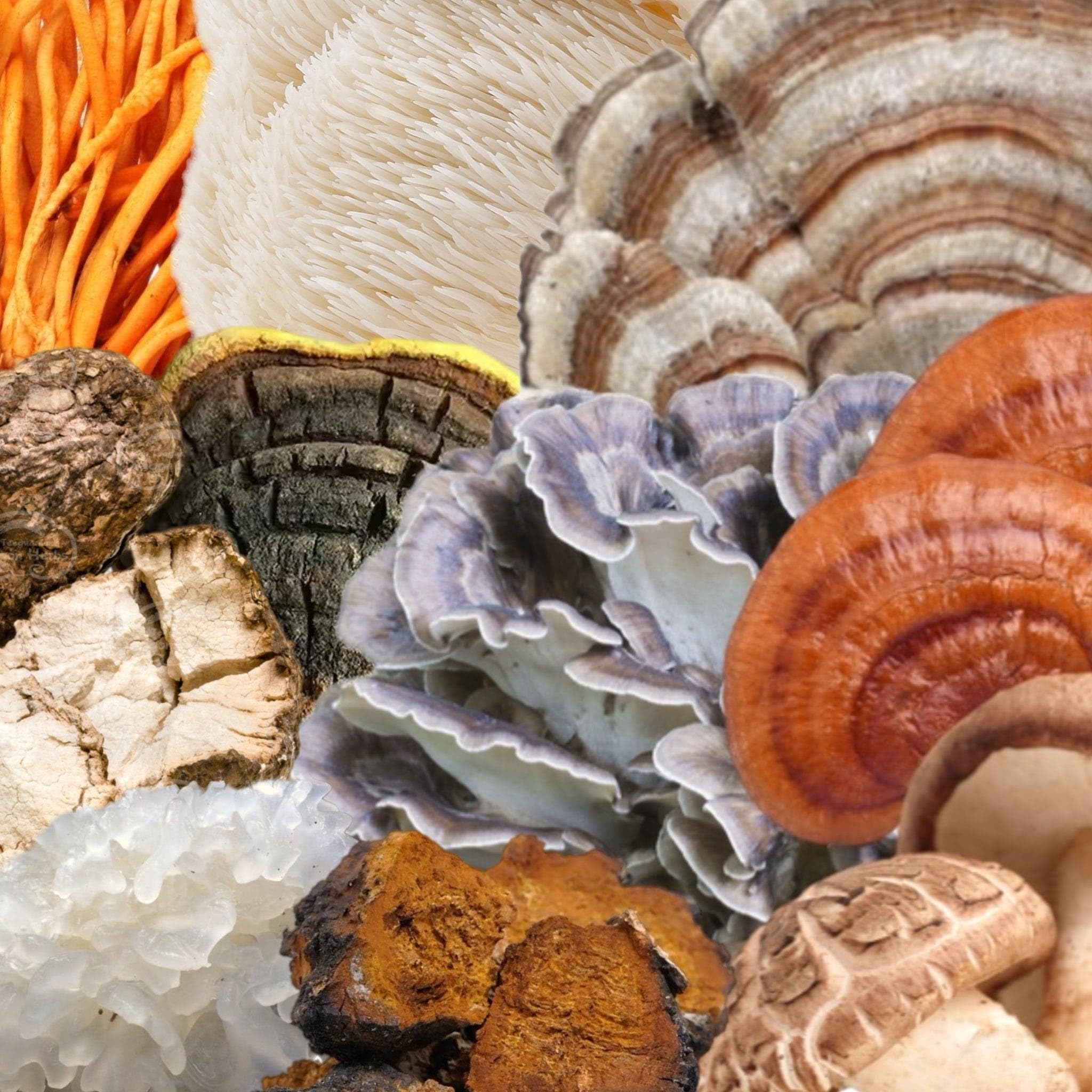 North Spore Spectrum 10 ingredients icon highlighting adaptogenic mushrooms for resilience.