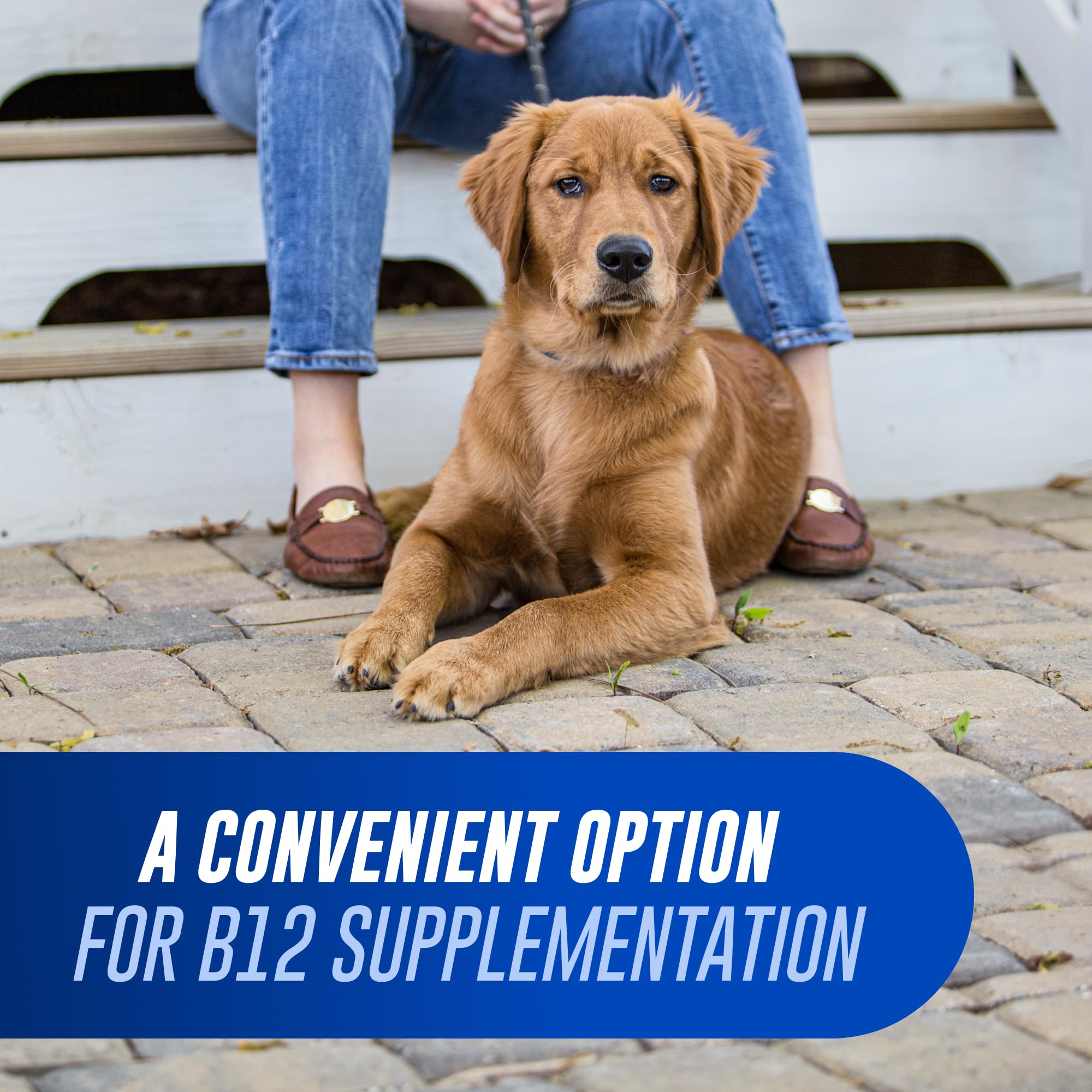 Dog taking Cobalequin B12 tablet illustrating simple daily supplementation.