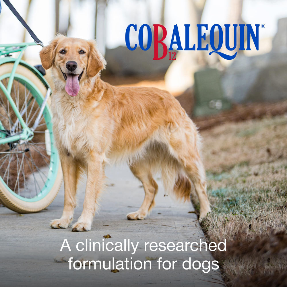 Cobalequin B12 tablets closeup highlighting easy administration for dogs.
