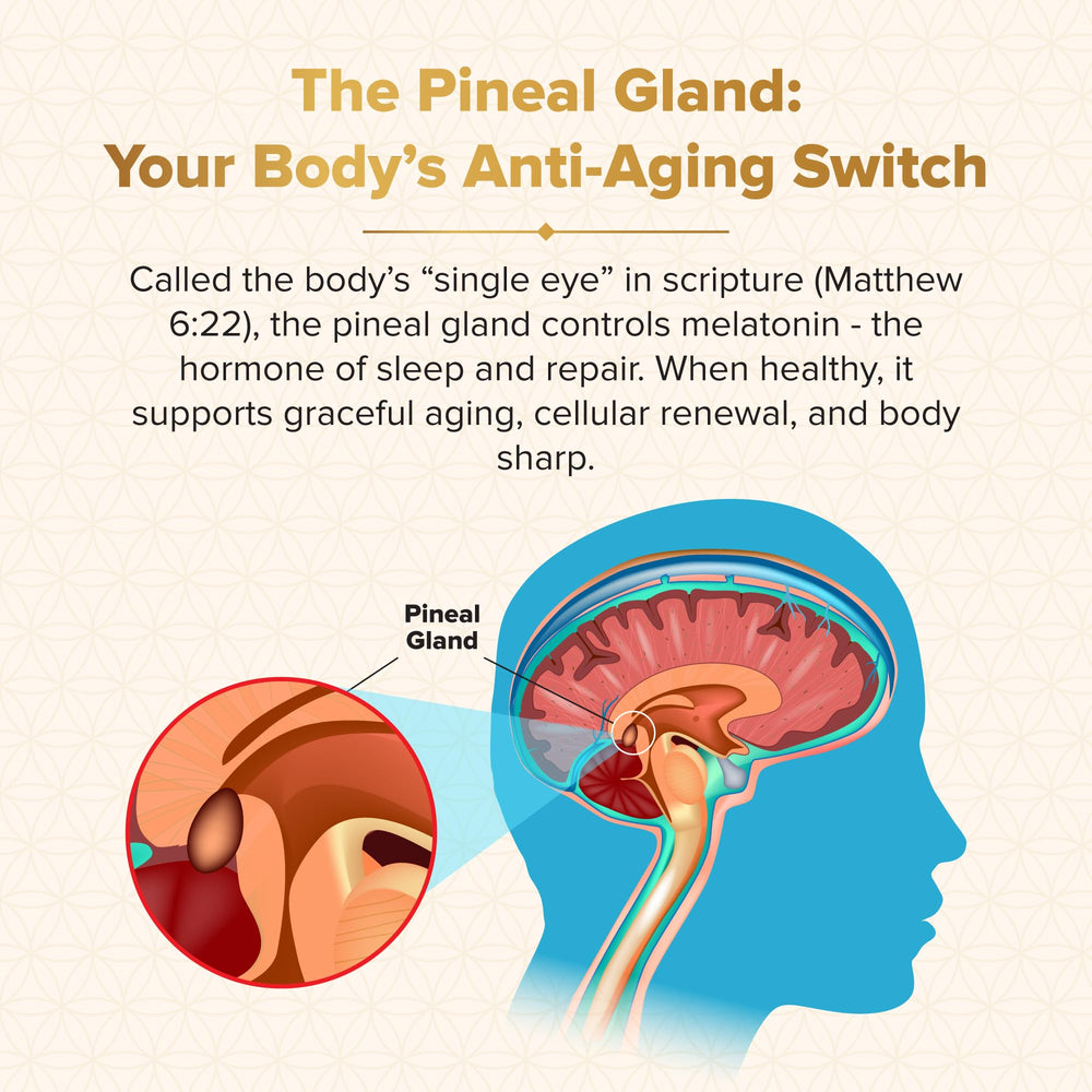 Nutraville Genesis Revival capsules on white imply balanced energy and mental clarity.
