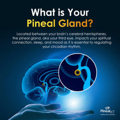 Ingredients list for Nutraville Pineal XT Gold implying purity and potency