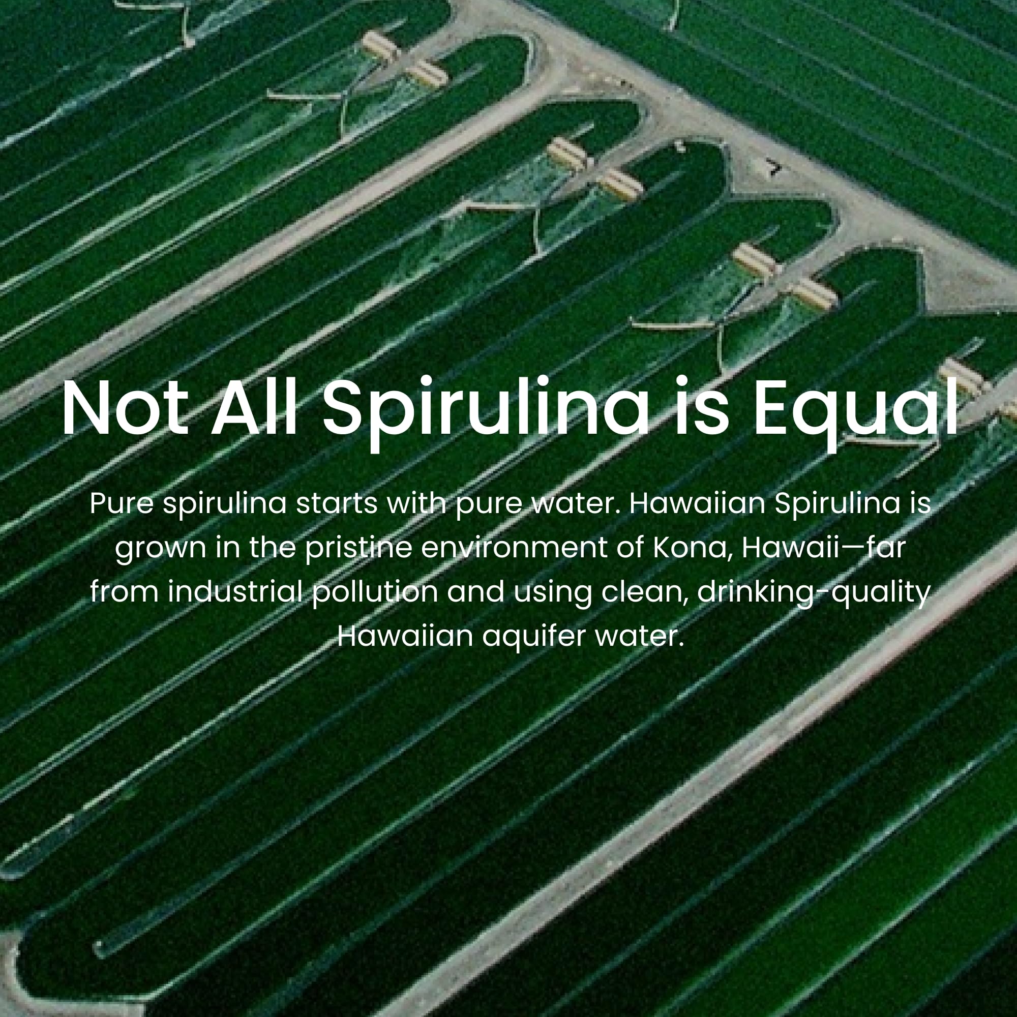 Spirulina in a smoothie illustrating practical daily energy support.