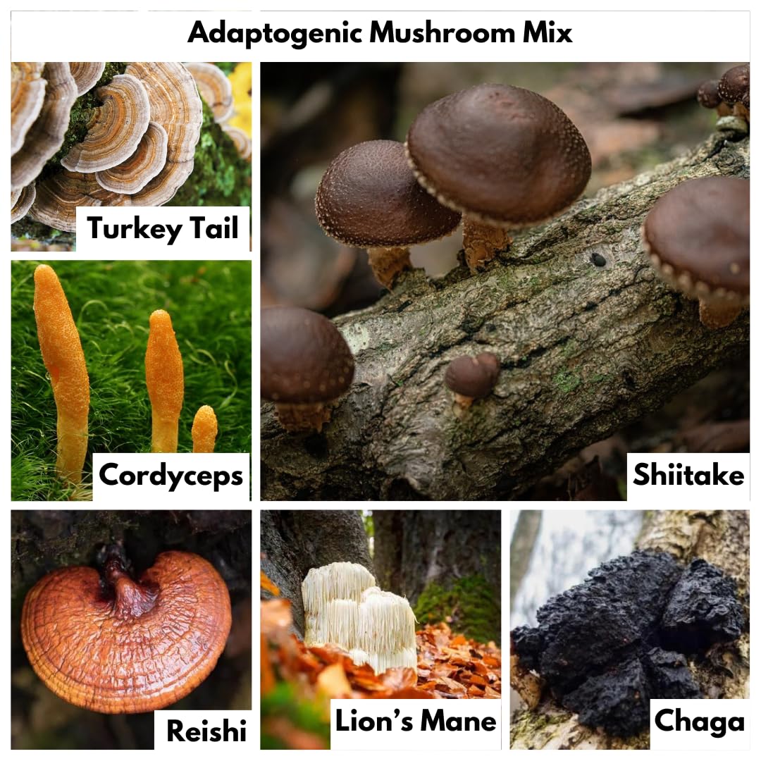 Nutricel Turkey Tail capsule emphasizes broad-spectrum mushroom blend
