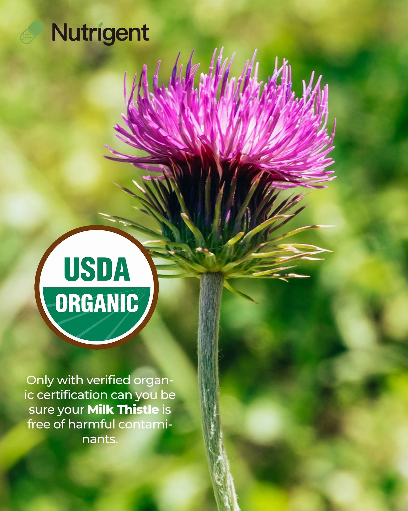 Nutrigent milk thistle label highlights organic, non-GMO formula.