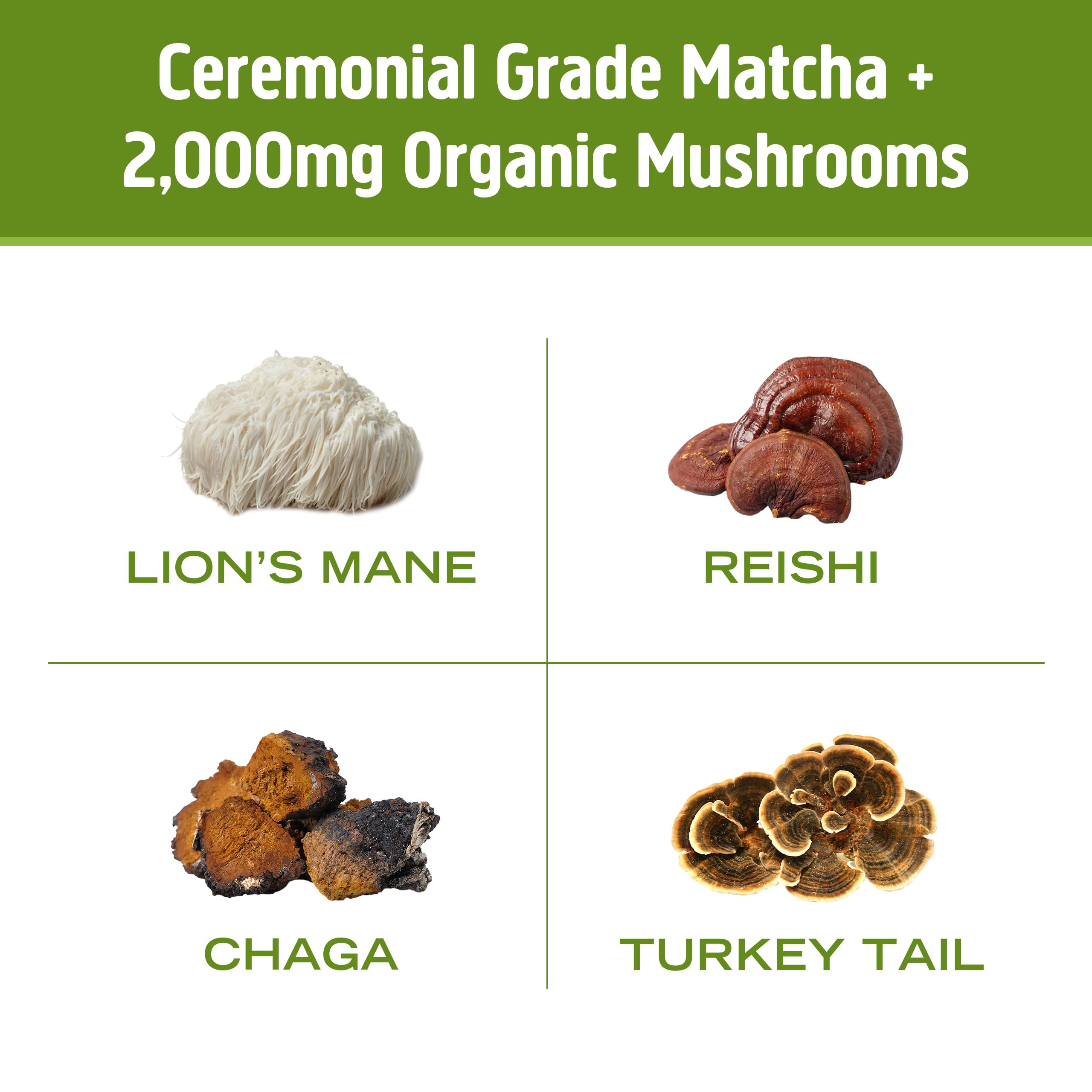 Closeup of Lions Mane in OM Mushroom Superfood Matcha Latte blend