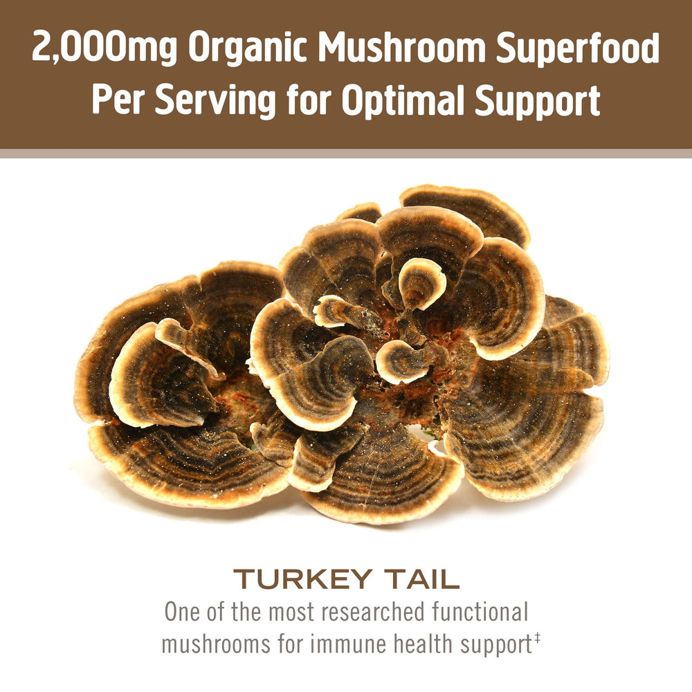 Om Mushroom Turkey Tail powder blended into a smoothie for balanced vitality.