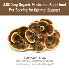 Om Mushroom Turkey Tail powder blended into a smoothie for balanced vitality.