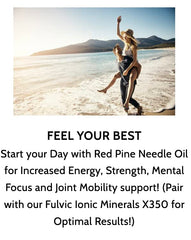Wild-crafted Korean red pine needles used to produce Optimally Organic oil.