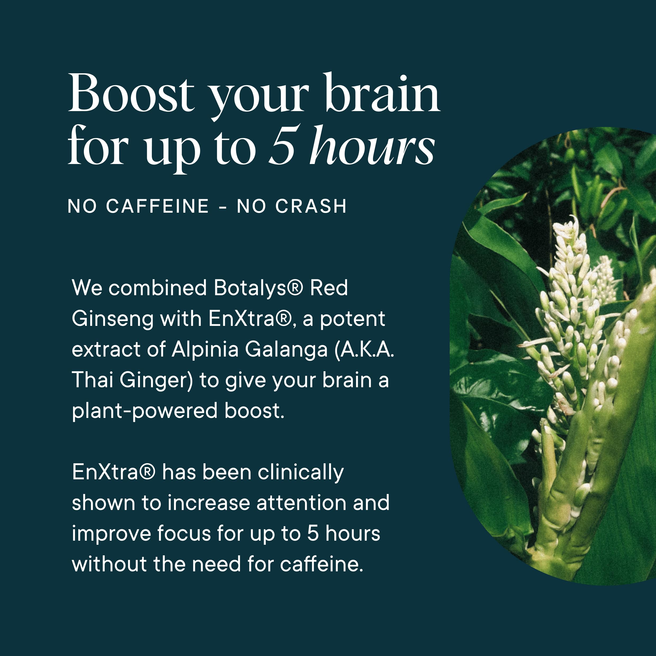 Ora Organic Botalys red ginseng bottle signaling premium, sustainably grown ingredient.