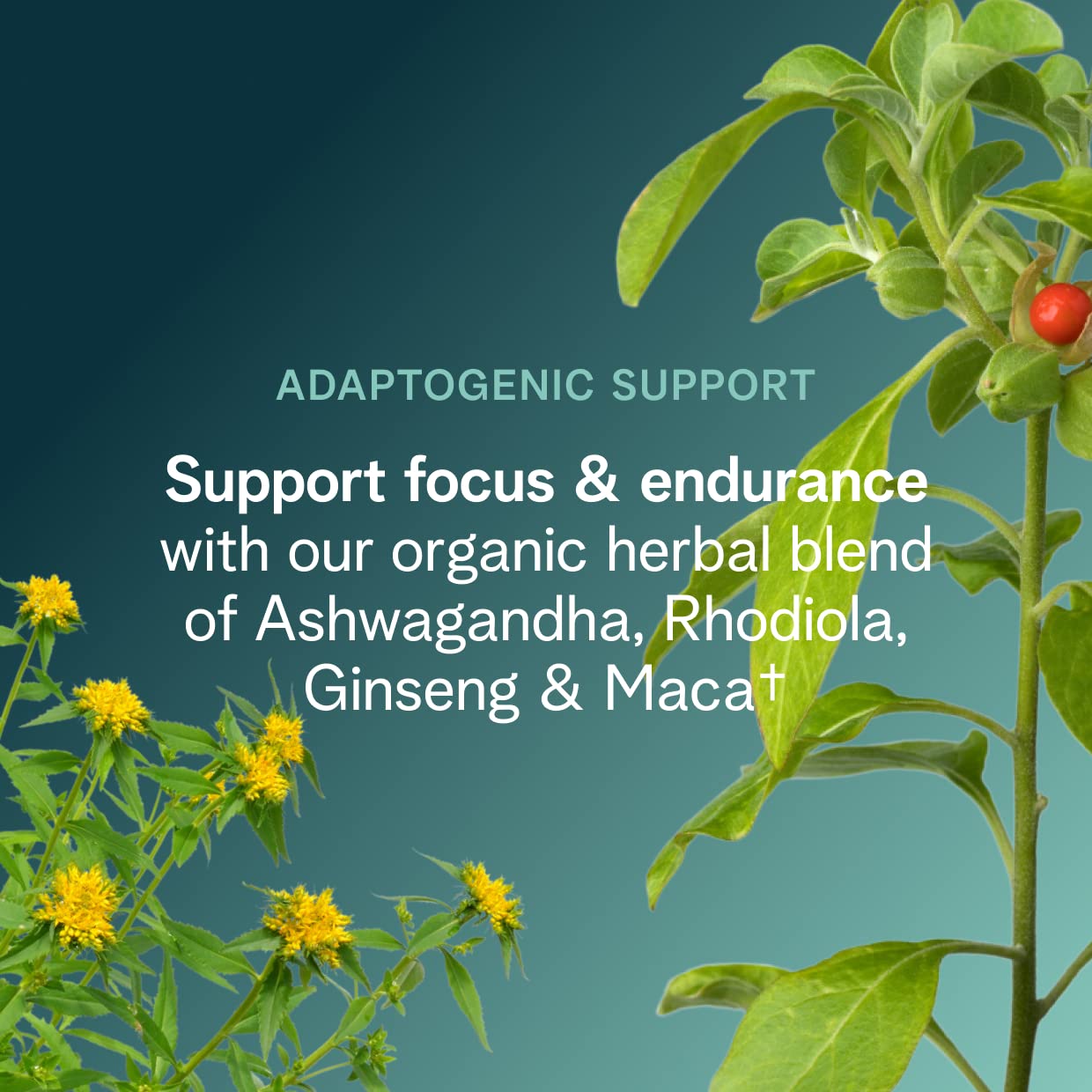 Close-up of powder scoop and label on Ora Organic Raspberry Lemonade pre workout