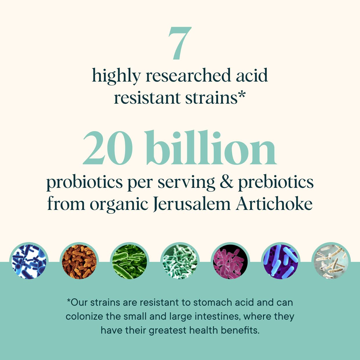 Synbiotic powder scene highlighting probiotic and prebiotic combination.