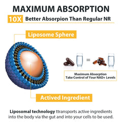 Orgabay liposomal delivery concept suggests improved cellular absorption.