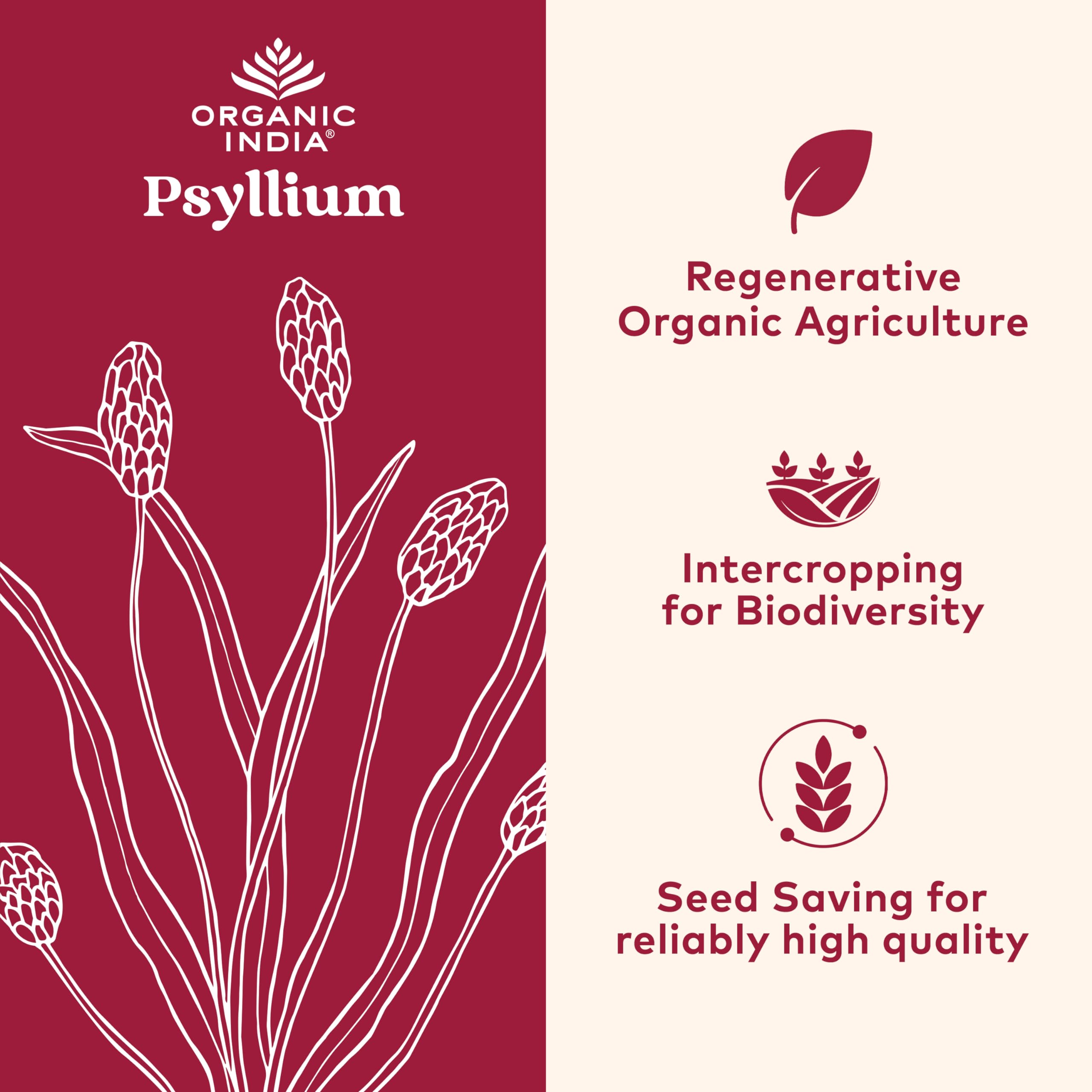 Organic India psyllium powder scoop ready for easy dosage.