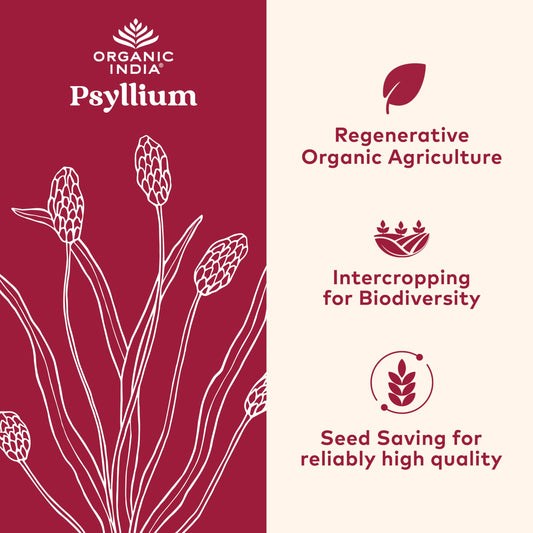 Organic India psyllium powder scoop ready for easy dosage.