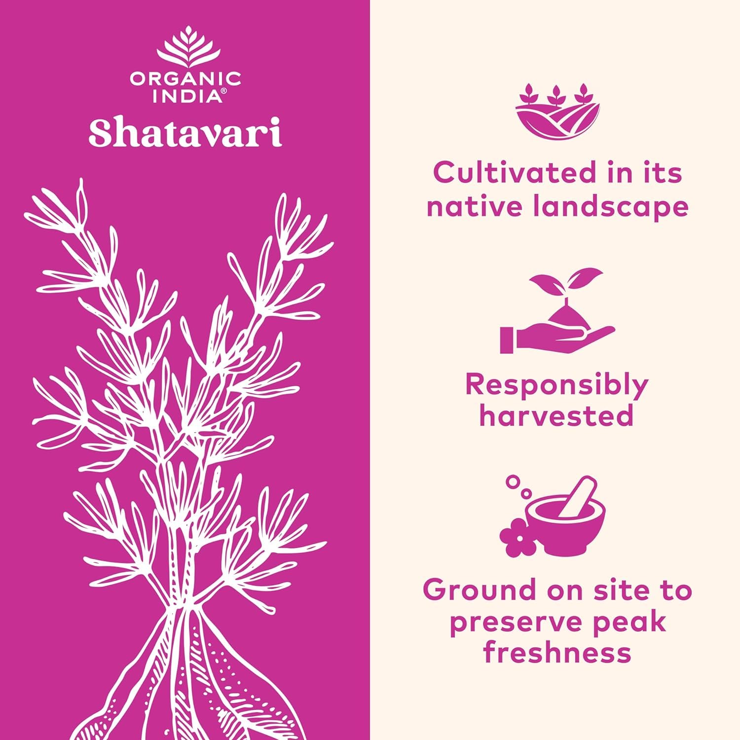 Organic India Shatavari capsules pouring into a small dish for routine use.
