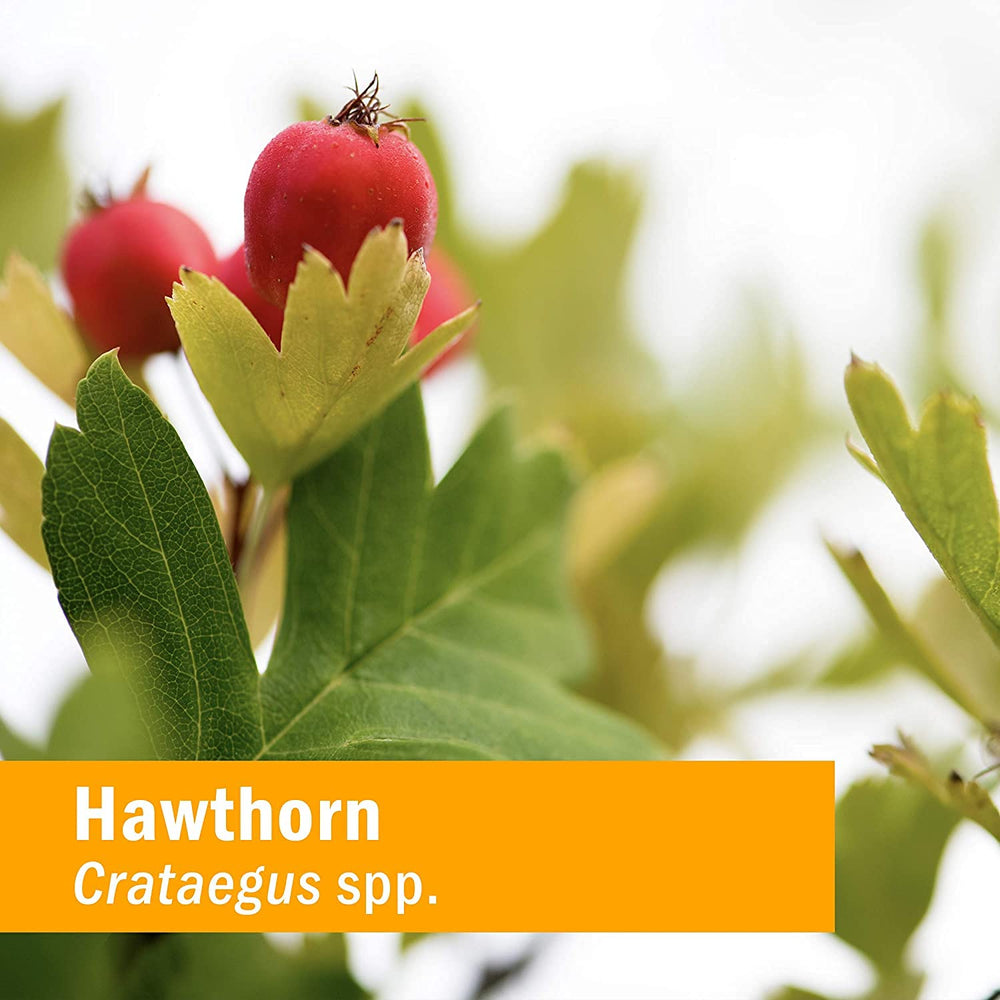 Organic sustainably wildcrafted Hawthorn berries in the blend.
