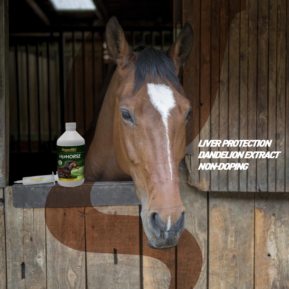 Organnact Hephorse milk thistle image showing hepatoprotection cues for liver health