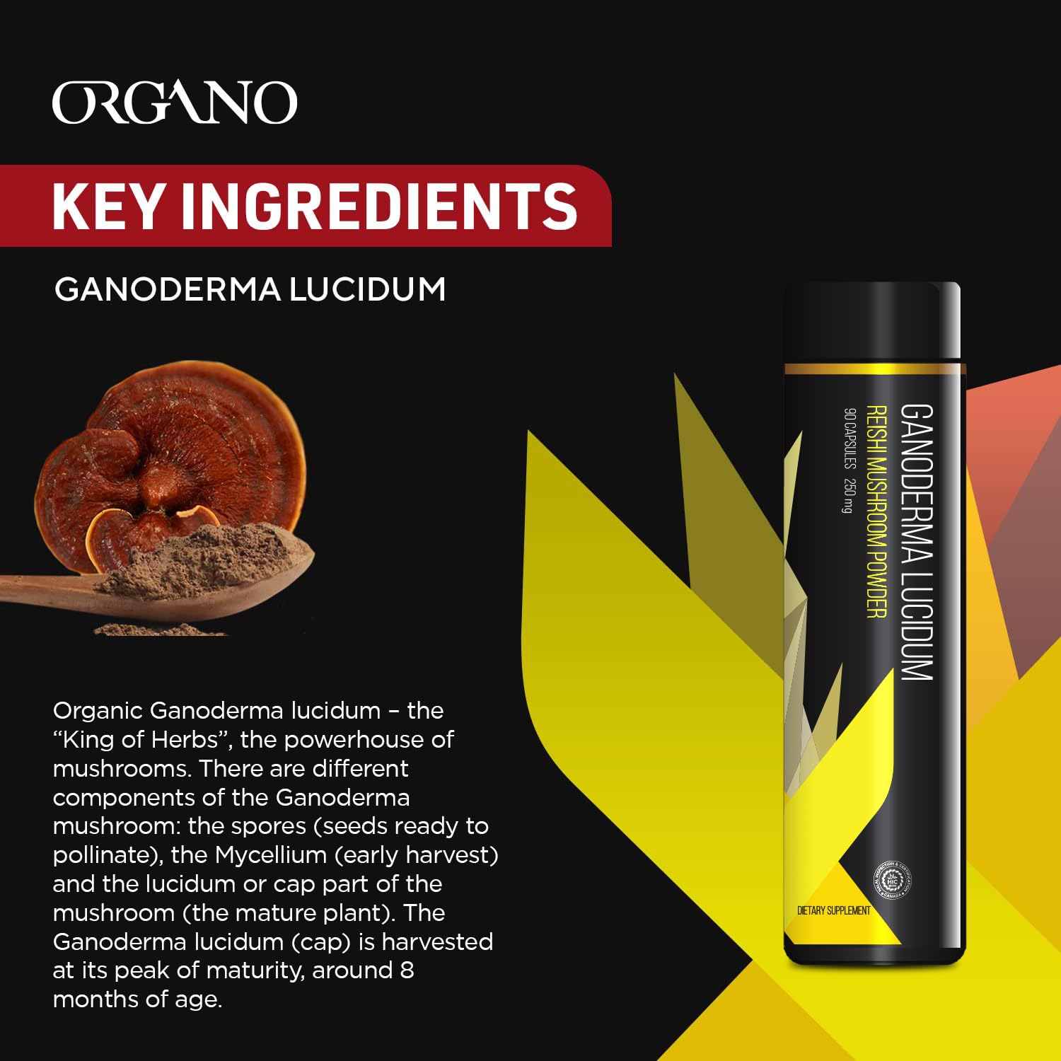 Organo OGX Ganoderma cap harvest at eight months signals peak quality