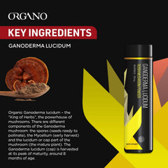 Organo OGX Ganoderma cap harvest at eight months signals peak quality