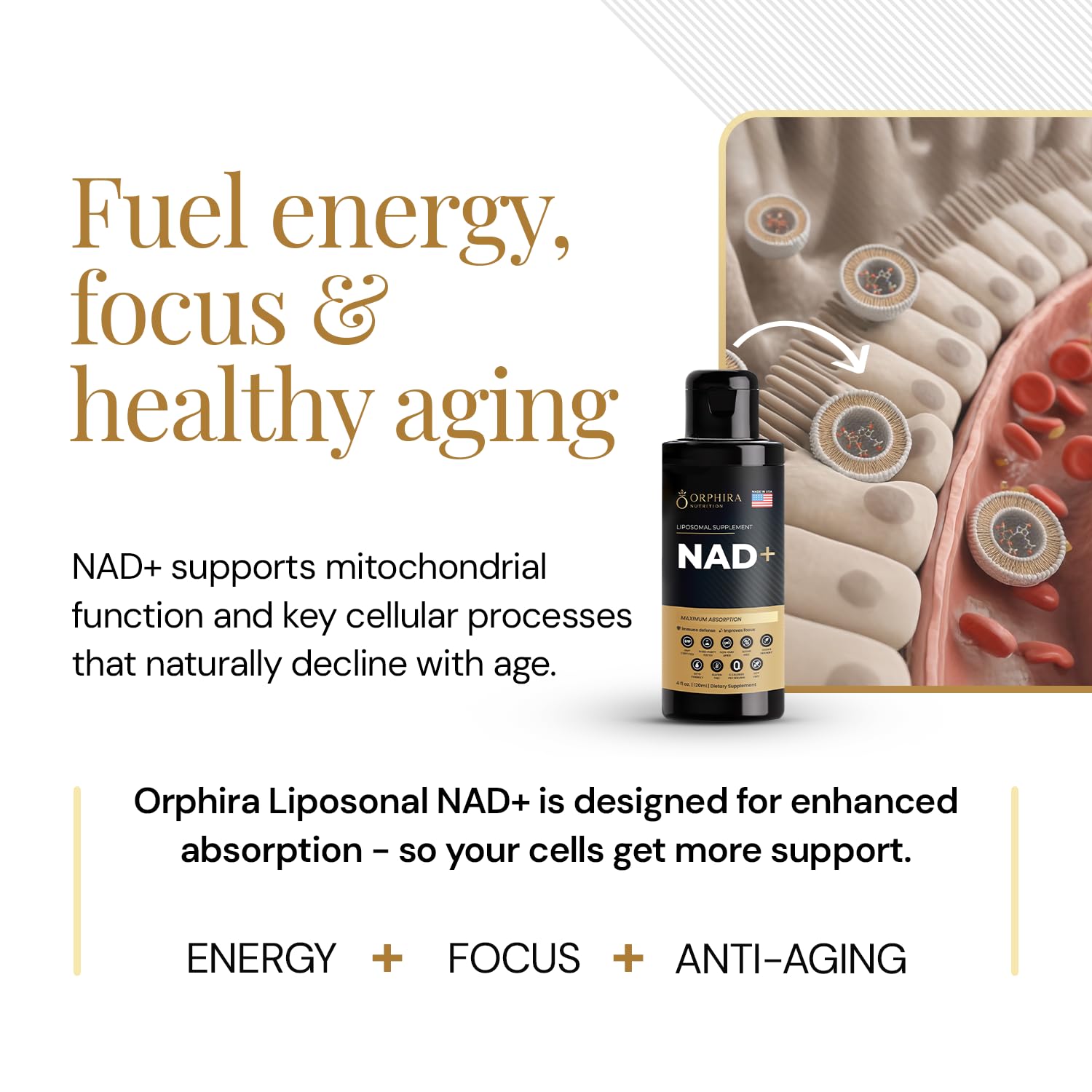 Close-up of Orphira NAD+ label highlighting vegan, non-GMO formula.