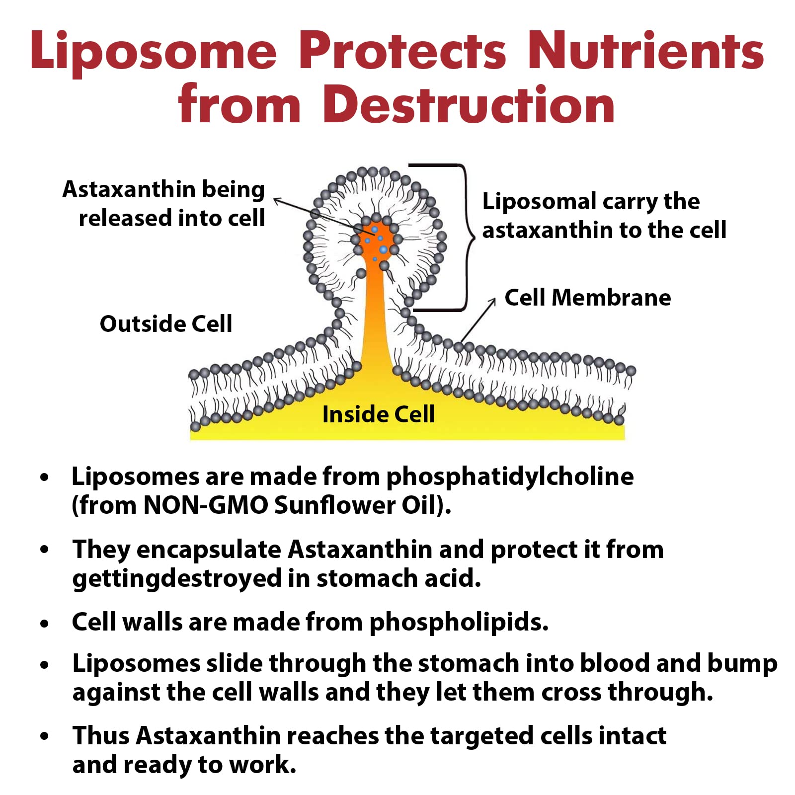 Osasuna Liposomal Astaxanthin 24mg serving size information for easy daily use.