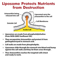 Osasuna Liposomal Astaxanthin 24mg serving size information for easy daily use.