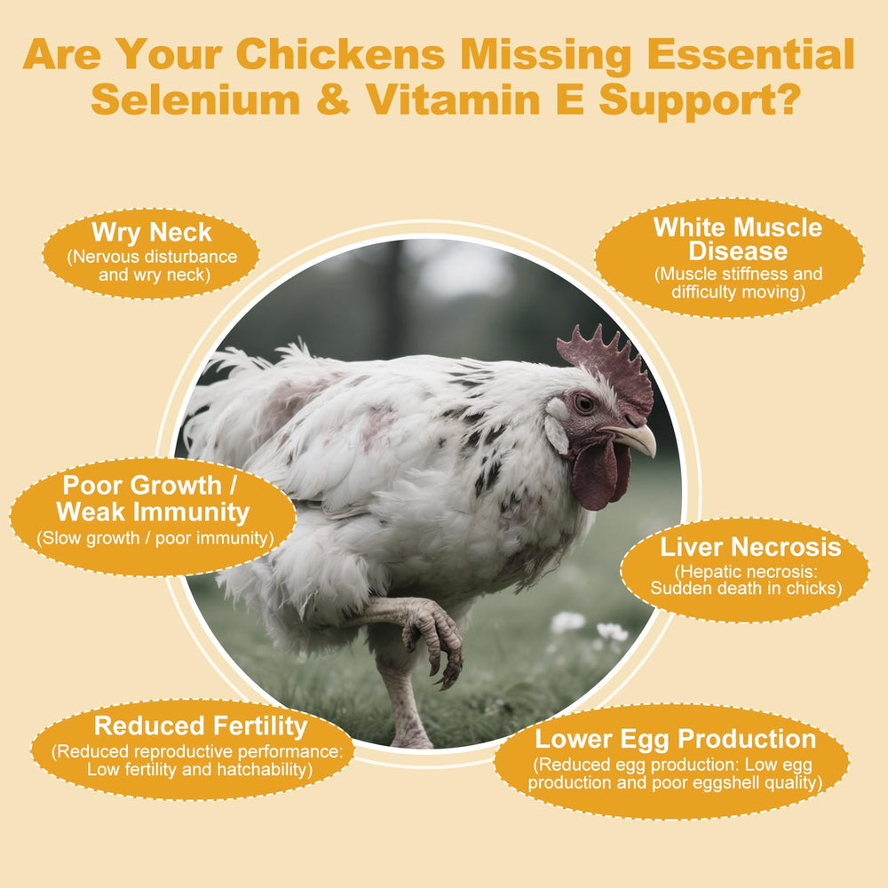 Ourea selenium and vitamin E powder for chickens mixed into feed promotes consistent intake